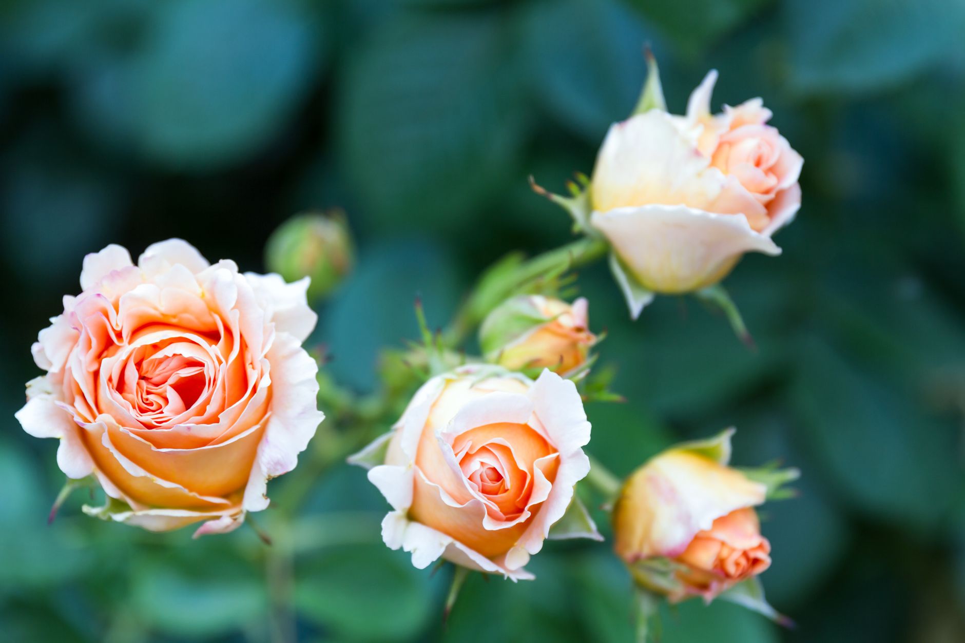 shallow focus photo of white and orange flowers