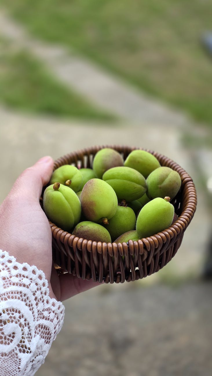 hand holding a basket of fresh green apricots outdoors