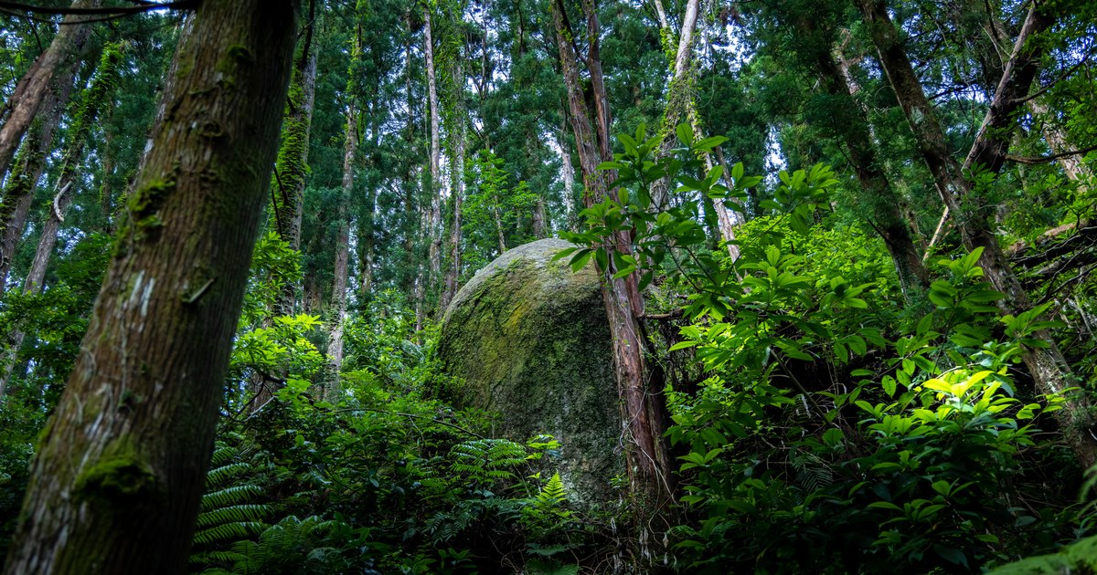 屋久島の針葉樹の森