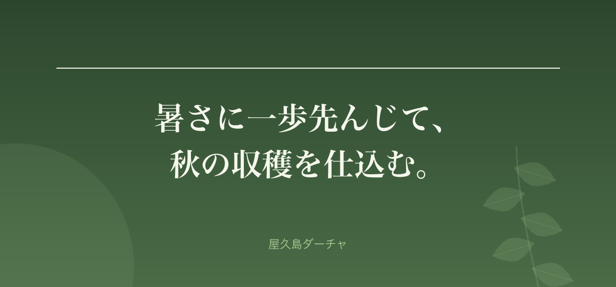 暑さに一歩先んじて、 秋の収穫を仕込む。