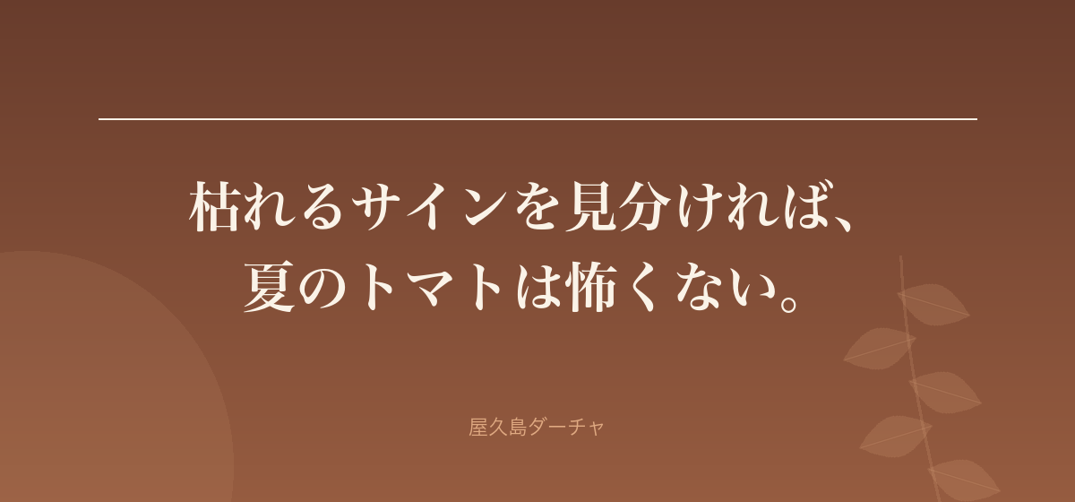 枯れるサインを見分ければ、 夏のトマトは怖くない。