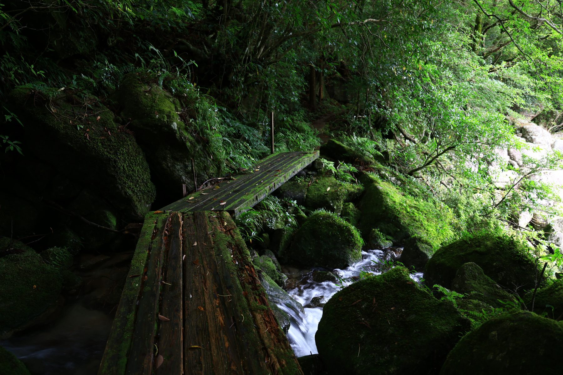 苔むした屋久島の森の道