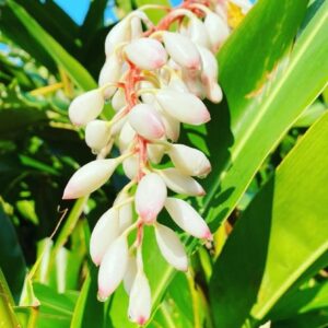 屋久島の月桃ハーブウォーター(葉・満月/葉・新月/花)