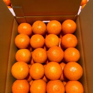 【予約販売】屋久島のタンカン(一族の土地から)5kg・10kg
