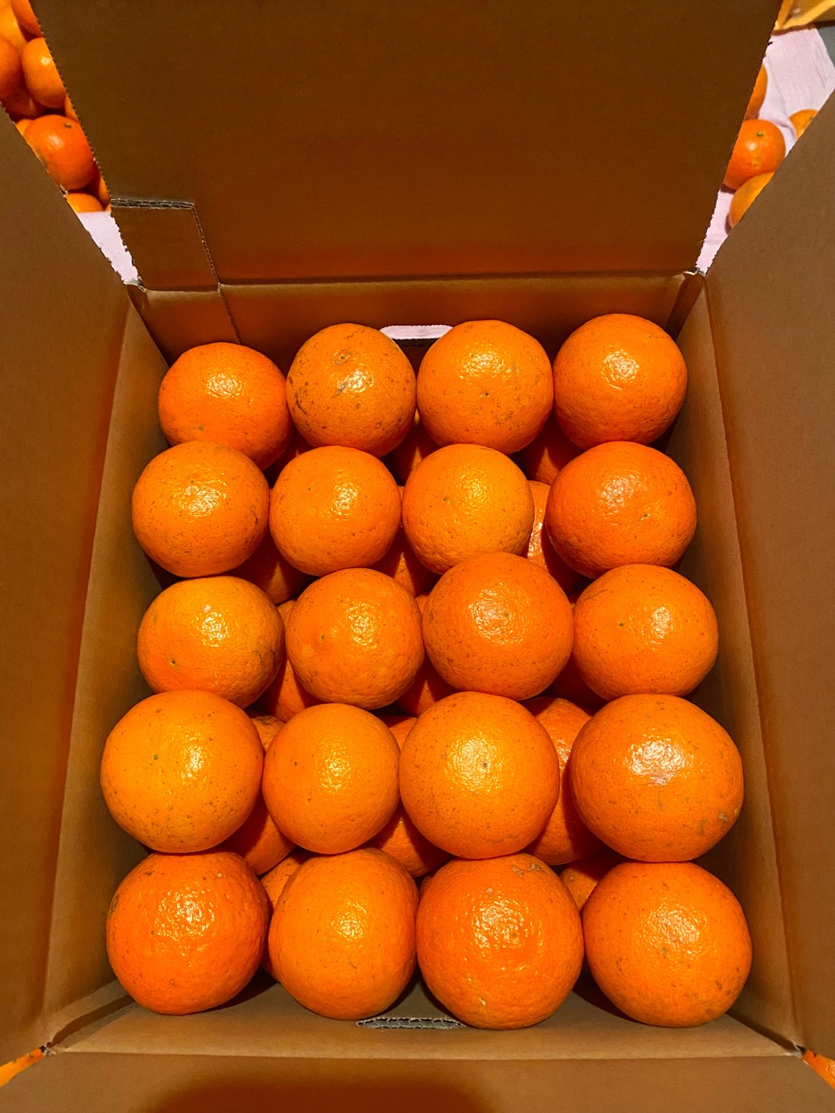 箱に詰めたタンカン(5kg)