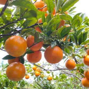 【予約販売】屋久島のタンカン(一族の土地から)5kg・10kg
