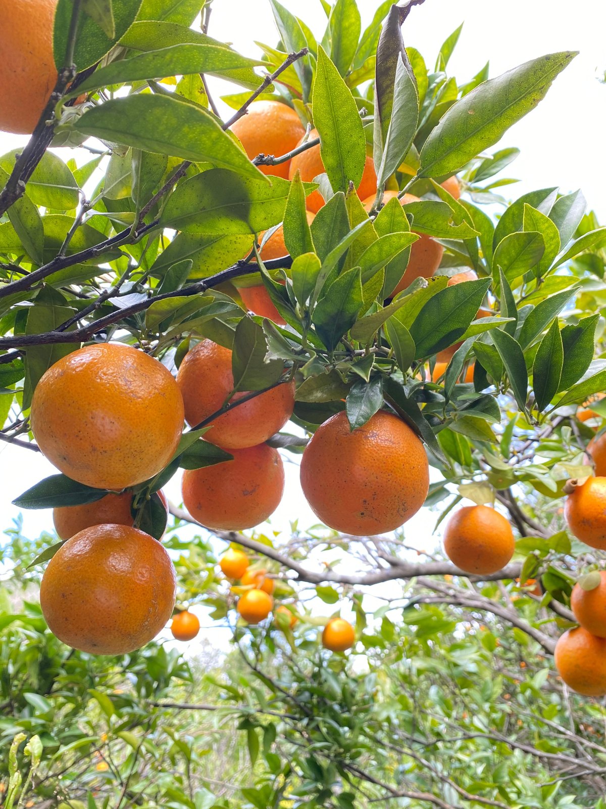 木に実るタンカン